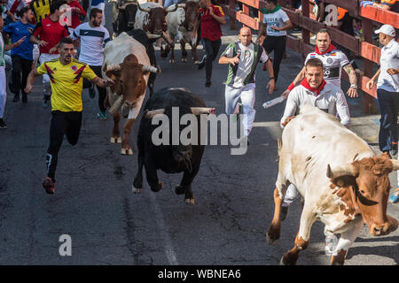 San Sebastian de los Reyes, Madrid, Espagne. 27 août 2019. Les personnes en cours d'exécution avec des mâles au cours de la première journée de la courses de taureaux ('encierros') dans la municipalité de San Sebastian de los Reyes, près de Madrid, également connu sous le nom de 'little Pampelune'. Credit : Marcos del Mazo/Alamy Live News Banque D'Images