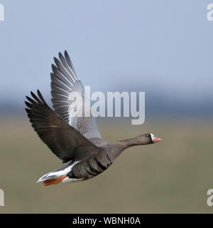 L'Oie rieuse (Anser albifrons), invité d'hiver de l'Arctique, en vol, vol, a proximité, tourné détaillée, de la faune, de l'Europe. Banque D'Images