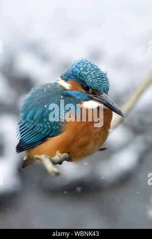 Kingfisher Alcedo atthis eurasien ( ), la fin de l'arrivée de l'hiver, des chutes de neige, hommes adultes perché sur une branche, enflés d'plumage, la faune, l'Europe. Banque D'Images