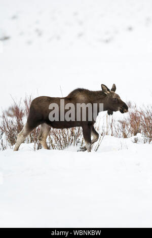 L'orignal (Alces alces ) en hiver, jeune taureau, bois perdus, en marchant à travers son habitat typique, le long de certains arbustes dans la neige profonde, Yellowstone. Banque D'Images