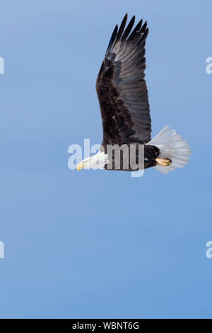 Pygargue à tête blanche (Haliaeetus leucocephalus), en vol, sur fond de ciel bleu, ailes étirés, détaillée Vue de côté, de la faune, région de Yellowstone, dans le Montana, aux Etats-Unis. Banque D'Images