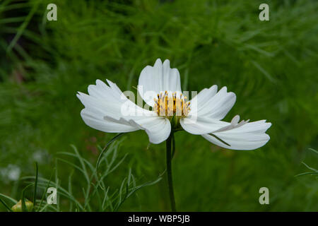 Cosmos bipinnatus cosmos blanc, Banque D'Images
