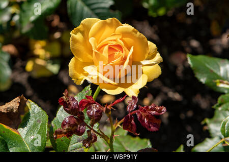 Rosa Queen Ambre Banque D'Images