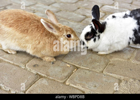 Close-up de lapins