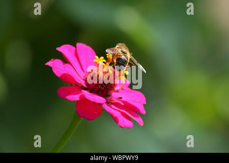 Abeille sur fleur zinnia rose Banque D'Images
