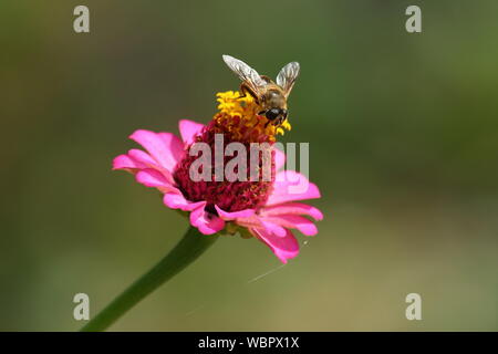 Abeille sur fleur zinnia rose Banque D'Images