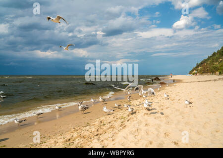 Möwen am Ostsee Strand von Misdroy Miedzyzdroje / Insel, Wolin, Westpommern, Polen, Europa | les mouettes à la plage baltique à Miedzyzdroje, est de Wolin Banque D'Images