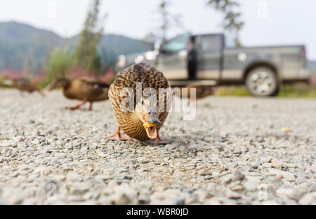 Canard colvert incroyable sur les montagnes lac Banque D'Images