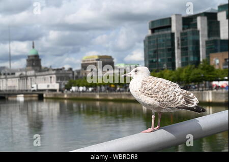 Seagull sur Sean O'Casey Bridge, Dublin, Irlande, Custom House dans l'arrière-plan Banque D'Images