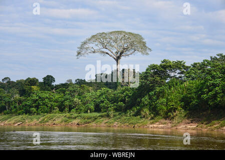 Un géant arbre ceiba (kapok) le long de la rivière Tambopata, Amazonie péruvienne Banque D'Images