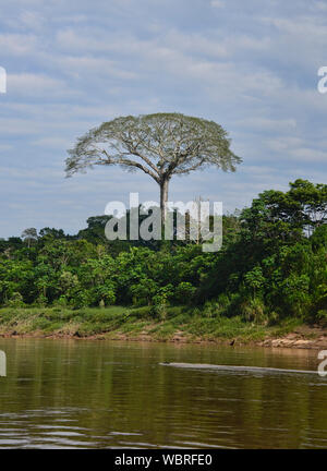 Un géant arbre ceiba (kapok) le long de la rivière Tambopata, Amazonie péruvienne Banque D'Images