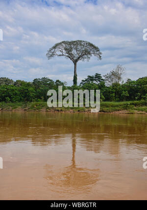 Un géant arbre ceiba (kapok) le long de la rivière Tambopata, Amazonie péruvienne Banque D'Images