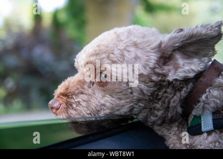 Chien heureux avec la tête hors de la fenêtre de voiture en mouvement Banque D'Images