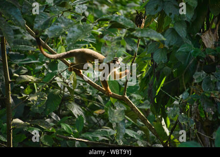 Singe de l'écureuil dans la jungle dans la Réserve de Tambopata, Amazonie péruvienne Banque D'Images