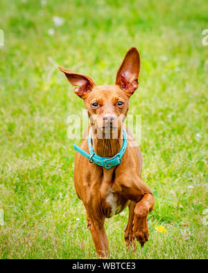 Pinscher nain rouge trottant dans l'herbe dans un parc à chiens. Arrière-plan flou. Banque D'Images