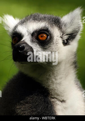 Ring-Tailed lémuriens dans le Zoo de Paignton. Devon, Royaume-Uni. Banque D'Images