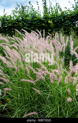 Orientale Pennisetum Karley Rose,herbe fontaine oriental Karley Rose, Poaceae. Frontière de fleurs de graminées. Banque D'Images