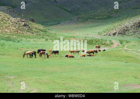 Troupeau de chevaux à Yolyn Am, Mongolie Banque D'Images