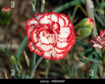 Un gros plan d'une seule fleur de la carnation de pulvérisation Mini Charlie Banque D'Images