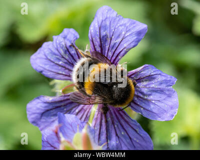 Un cerf chamois bourdon se nourrissant d'un Géranium flowerhead Banque D'Images