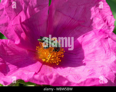 Un faux scarabée Oedemera nobilis huile alimentation dans le centre d'une fleur de ciste magenta Banque D'Images