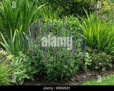 Salvia x sylvestris floraison Queen bleu à l'avant d'une frontière mixtes Banque D'Images