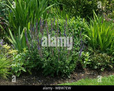 Salvia x sylvestris floraison Queen bleu à l'avant d'une frontière mixtes Banque D'Images