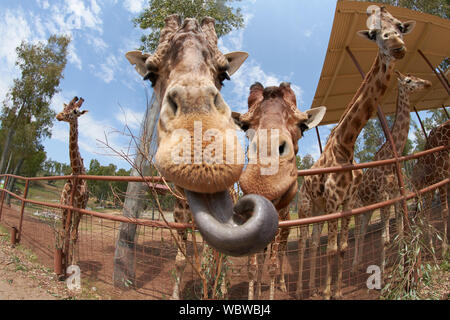 Girafe qui sort sa langue pour manger une carotte. Banque D'Images