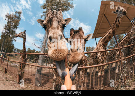 Girafe qui sort sa langue pour manger une carotte. Banque D'Images