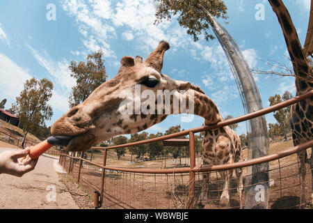 Girafe qui sort sa langue pour manger une carotte. Banque D'Images