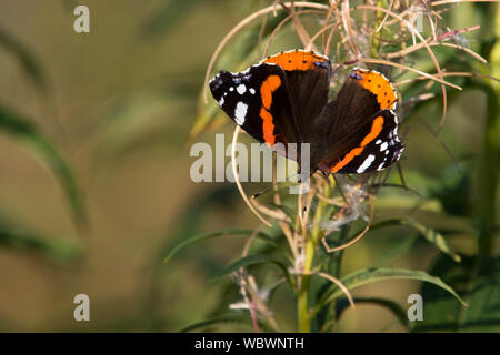 Papillon amiral rouge Banque D'Images