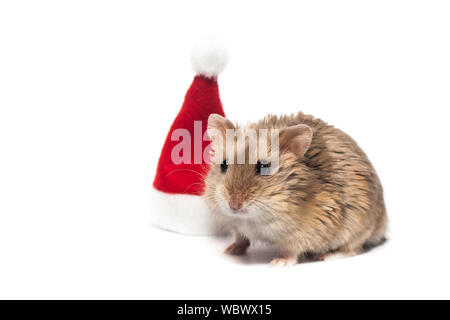 Petit hamster nain campbell avec Noël hat, en studio, isolé sur fond blanc Banque D'Images