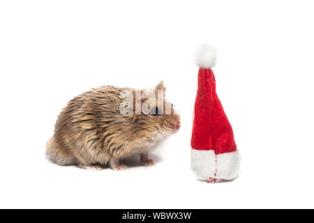 Petit hamster nain campbell avec Noël hat, en studio, isolé sur fond blanc Banque D'Images