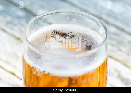 Une guêpe ou noyade dans pinte de bière - UK Banque D'Images