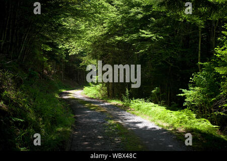 Une piste bien que les vents des bois comme les arbres de l'ombre du soleil. en fonte Banque D'Images