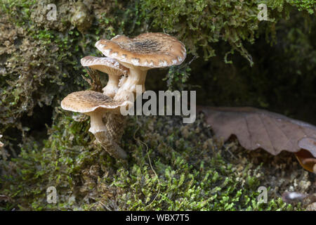 Dapperling châtaignier, Lepiota castanea, Nedd Vallée, Pontneddfechan, Powys, Wales Banque D'Images