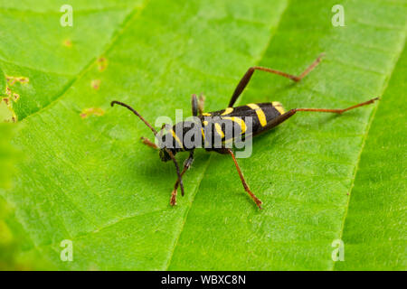 Wasp Beetle, Clytus arietis, un membre de la famille longicorne, Cerambycidae. Catbrook, Monmouthshire, Wales Banque D'Images