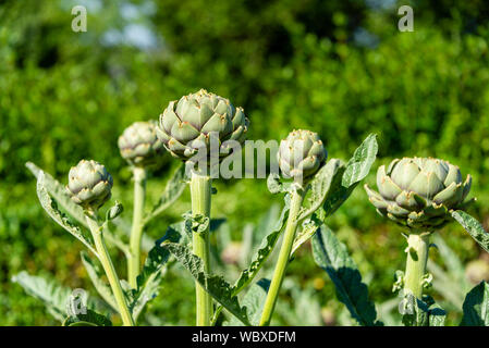 Artichauts (Cynara scolymus), poussant sur un allotissement du Yorkshire du Sud. Angleterre, Royaume-Uni. Banque D'Images