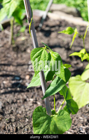 Borlotto Lingua Di Fuocco Firetongue (escalade) Haricots (Phaseolus vulgaris), les plantes poussant sur un allotissement du Yorkshire du Sud. Angleterre, Royaume-Uni. Banque D'Images