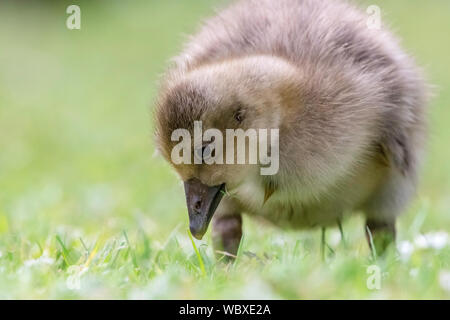 L'herbe manger swan bébé Banque D'Images