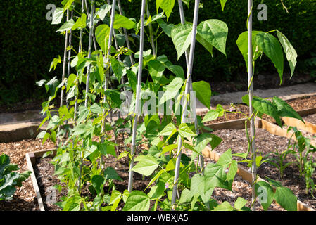 Français escalade le haricot (Phaseolus vulgaris), poussant sur un allotissement du Yorkshire du Sud. Angleterre, Royaume-Uni. Banque D'Images