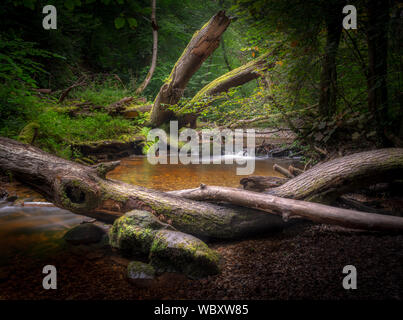 A pris cette image de ces arbres tombés dans le superbe massif forestier de plas power bois près de Wrexham, North Wales, UK, les arbres étaient ossature river Banque D'Images