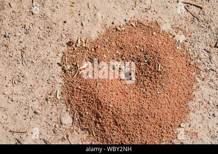 Termitarium dans Arches National Park, Banque D'Images