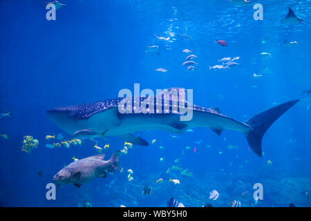 Un requin-baleine nage en eau peu profonde au-delà d'un mérou et rayons x Banque D'Images