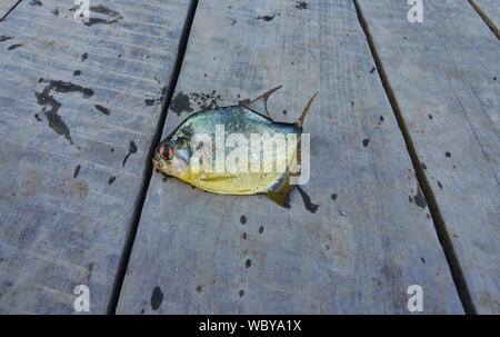 La pêche de piranha à ventre jaune sur le lac Tres Chimbadas, rivière Tambopata, Amazonie péruvienne Banque D'Images