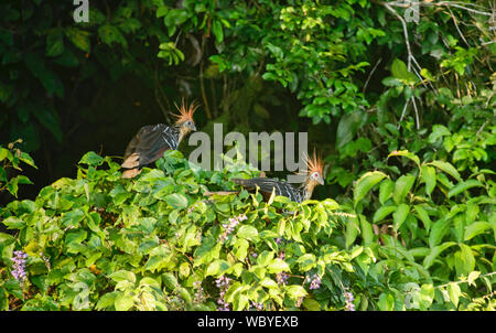 Oiseau Hoatzin sur le lac Tres Chimbadas, rivière Tambopata, Amazonie péruvienne Banque D'Images