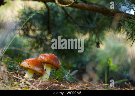 Deux champignons étirer vers la lumière du soleil les matières organiques naturelles de plantes poussant dans l'obscurité du bois bokeh Banque D'Images