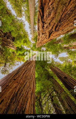 À la verticale entre les Grands séquoias de Californie à Jedediah Smith State Park en Californie du Nord Banque D'Images