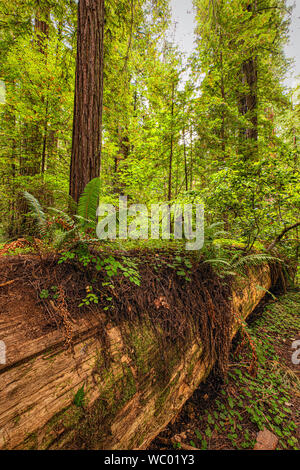 Redwood tree tombé dans Jedediah Smith State Park, Californie du Nord Banque D'Images