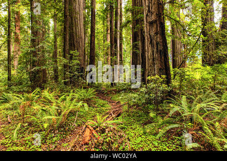 Les fougères et les vieux peuplements de séquoias de Californie à Jedediah Smith State Park près de Crescent City, Californie. Banque D'Images